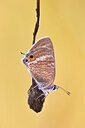 BUITEN BEELD Foto: 437635