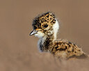 BUITEN BEELD Foto: 437651