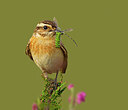 BUITEN BEELD Foto: 437657