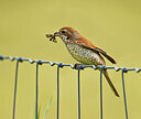 BUITEN BEELD Foto: 437658