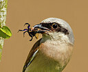 BUITEN BEELD Foto: 437660