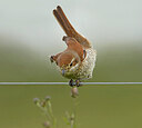 BUITEN BEELD Foto: 437662