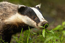 BUITEN BEELD Foto: 437677