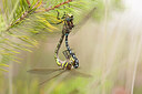 BUITEN BEELD Foto: 437682