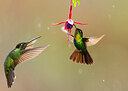 BUITEN BEELD Foto: 437683