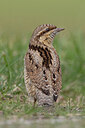 BUITEN BEELD Foto: 437717