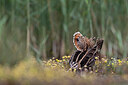 BUITEN BEELD Foto: 437724
