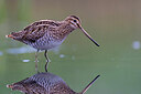 BUITEN BEELD Foto: 437725