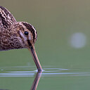 BUITEN BEELD Foto: 437726