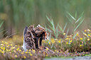 BUITEN BEELD Foto: 437729