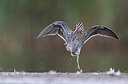 BUITEN BEELD Foto: 437732