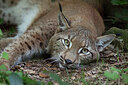 BUITEN BEELD Foto: 437740