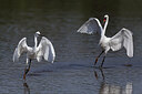 BUITEN BEELD Foto: 437747