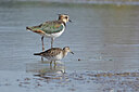 BUITEN BEELD Foto: 437750