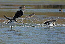 BUITEN BEELD Foto: 437752