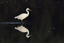 BUITEN BEELD Foto: 437758