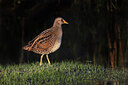 BUITEN BEELD Foto: 437759