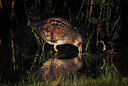 BUITEN BEELD Foto: 437763