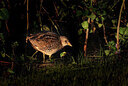 BUITEN BEELD Foto: 437768