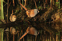 BUITEN BEELD Foto: 437769