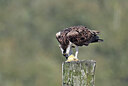 BUITEN BEELD Foto: 437774