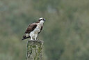 BUITEN BEELD Foto: 437781