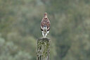 BUITEN BEELD Foto: 437782