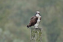 BUITEN BEELD Foto: 437783