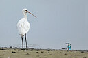 BUITEN BEELD Foto: 437786