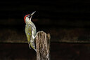 BUITEN BEELD Foto: 437794