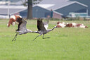 BUITEN BEELD Foto: 437795