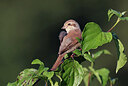 BUITEN BEELD Foto: 437797