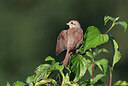 BUITEN BEELD Foto: 437798