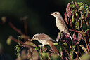 BUITEN BEELD Foto: 437799