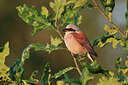 BUITEN BEELD Foto: 437800