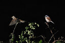 BUITEN BEELD Foto: 437801