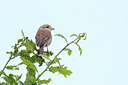 BUITEN BEELD Foto: 437803