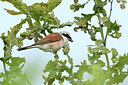 BUITEN BEELD Foto: 437804