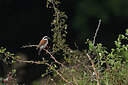 BUITEN BEELD Foto: 437805