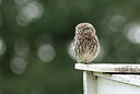 BUITEN BEELD Foto: 437808