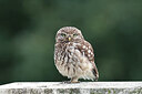 BUITEN BEELD Foto: 437810