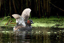 BUITEN BEELD Foto: 437817