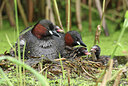 BUITEN BEELD Foto: 437819