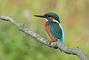 BUITEN BEELD Foto: 437829
