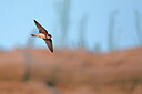 BUITEN BEELD Foto: 437835