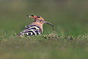 BUITEN BEELD Foto: 437837
