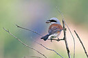BUITEN BEELD Foto: 437843
