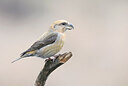 BUITEN BEELD Foto: 437844