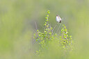 BUITEN BEELD Foto: 437848