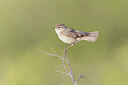 BUITEN BEELD Foto: 437850